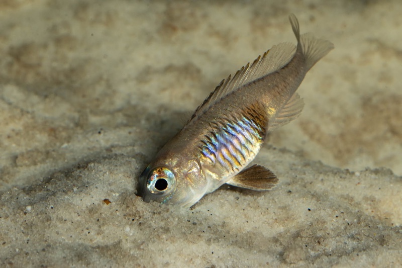 Lamprologus laparogramma 'Namansi'